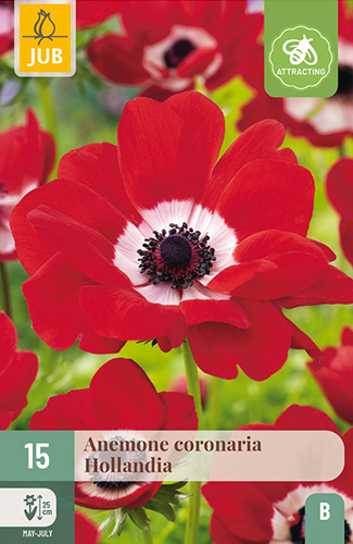ANEMONE (VETERNICA) CORONARIA HOLLANDIA - 15 ks