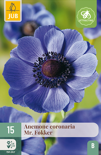 ANEMONE (VETERNICA) CORONARIA MR. FOKKER - 15 ks