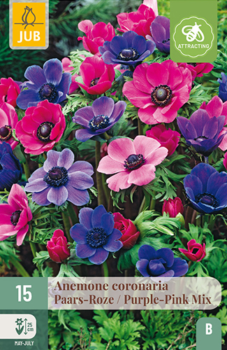 ANEMONE (VETERNICA) CORONARIA PURPLE/PINK MIX - 15 ks
