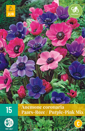 ANEMÓNKY CORONARIA PURPLE/PINK MIX - 15 ks