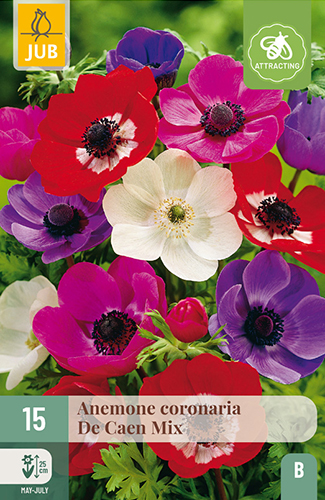 ANEMONE (VETERNICA) CORONARIA DE CAEN MIX - 15 ks