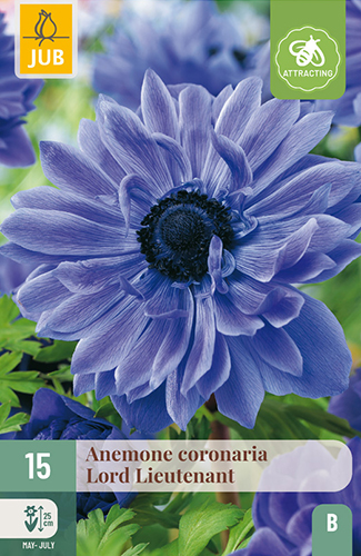 ANEMONE (VETERNICA) CORONARIA LORD LIEUTENANT - 15 ks