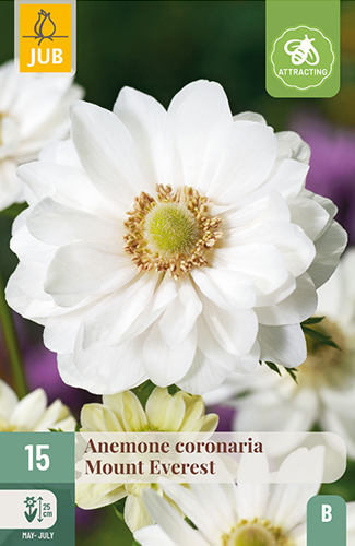 ANEMONE (VETERNICA) CORONARIA MOUNT EVEREST - 15 ks