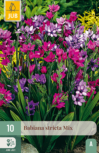 BABIANA STRICTA MIX - 10 ks