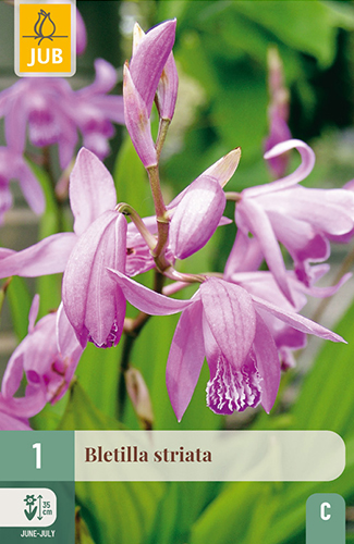 BLETILLA STRIATA - 1 ks