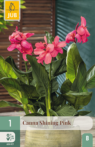 CANNA (KANA) SHINING PINK, DO KVETINÁČA - 1 ks