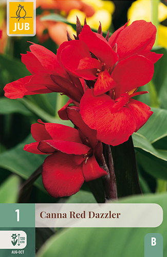 CANNA (KANA) RED DAZZLER - 1 ks