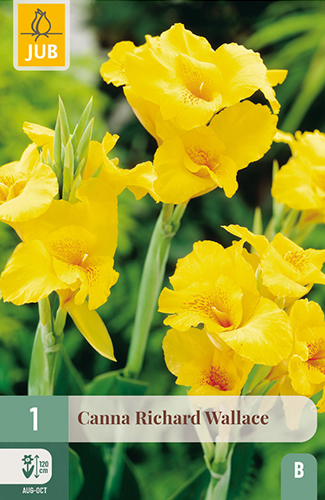 CANNA (KANA) RICHARD WALLACE - 1 ks