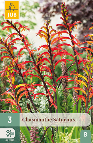 CHASMANTHE SATURNUS - 3 ks