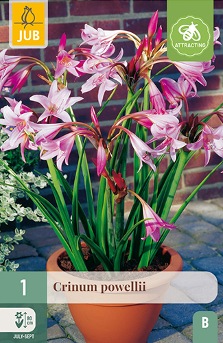 CRINUM POWELLII - 1 ks