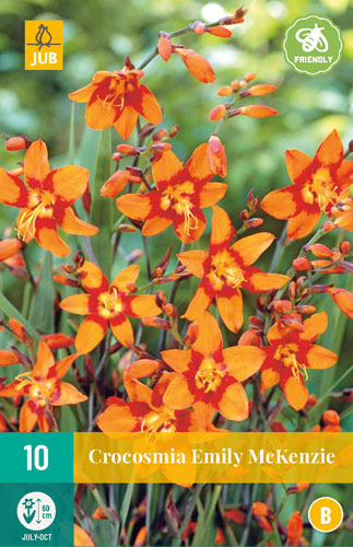 CROCOSMIA (MONTBRÉCIA) EMILY MCKENZIE - 10 ks