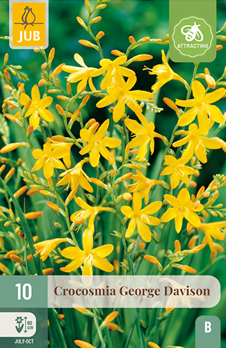 CROCOSMIA (MONTBRÉCIA) GEORGE DAVISON - 10 ks