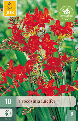 CROCOSMIA (MONTBRÉCIA) LUCIFER - 10 ks