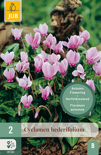CYCLAMEN HEDERIFOLIUM 2ks