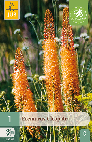 EREMURUS CLEOPATRA - 1 ks