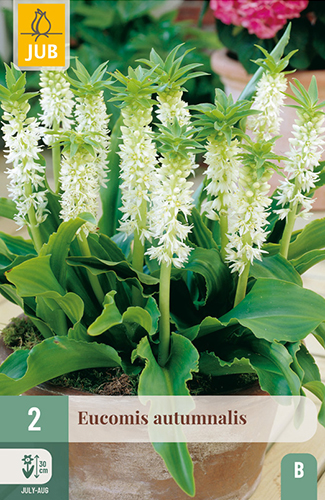 EUCOMIS AUTUMNALIS - 2 ks