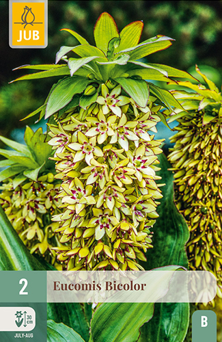 EUCOMIS BICOLOR - 2 ks
