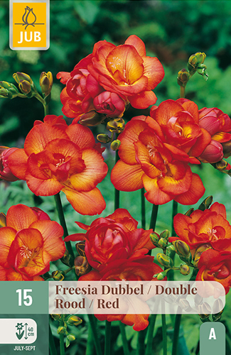 FRÉZIA PLNOKVETÁ RED - 15 ks