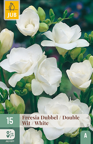 FRÉZIA PLNOKVETÁ WHITE - 15 ks