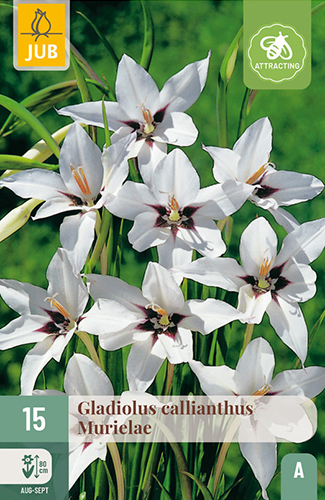 GLADIOLY CALLIANTHUS MURIELAE - 15 ks