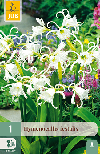 HYMENOCALLIS FESTALIS - 1 ks