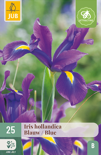 IRIS (KOSATEC) HOLLANDICA BLUE - 25 ks