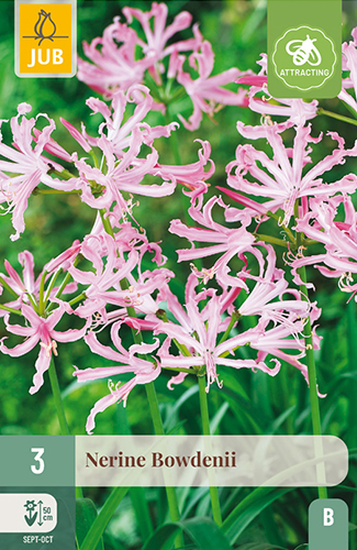NERINE BOWDENII - 3 ks