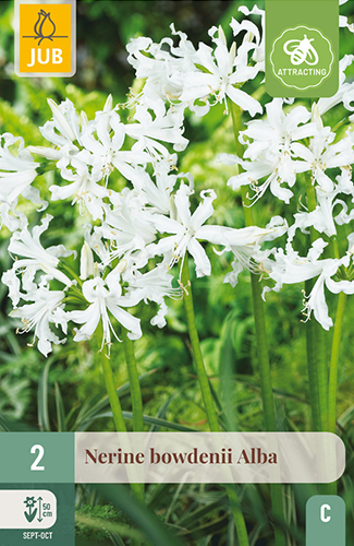 NERINE BOWDENII ALBA - 2 ks