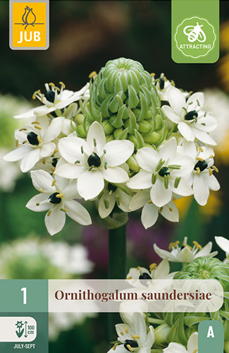 ORNITHOGALUM SAUNDERSIAE - 1 ks