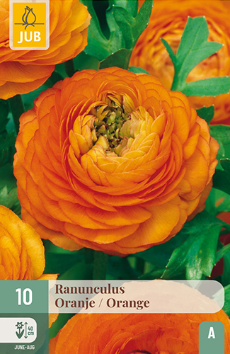 RANUNCULUS (ISKERNÍK) ORANGE - 10 ks