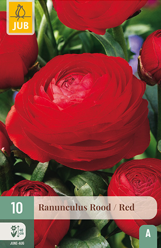 RANUNCULUS (ISKERNÍK) RED - 10 ks