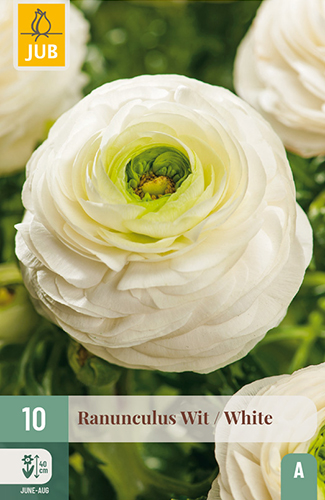 RANUNCULUS (ISKERNÍK) WHITE - 10 ks