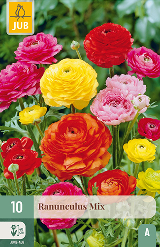 RANUNCULUS MIX - 10 ks
