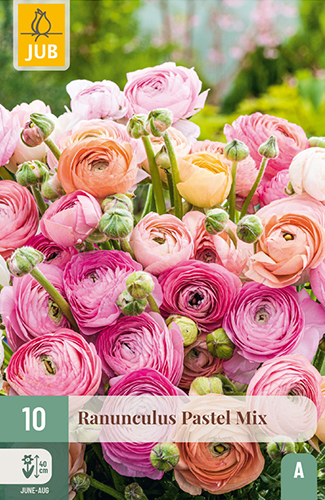 RANUNCULUS (ISKERNÍK) PASTEL MIX - 10 ks