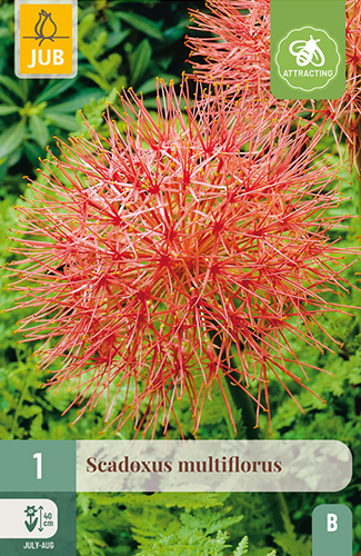 SCADOXUS MULTIFLORUS - 1 ks