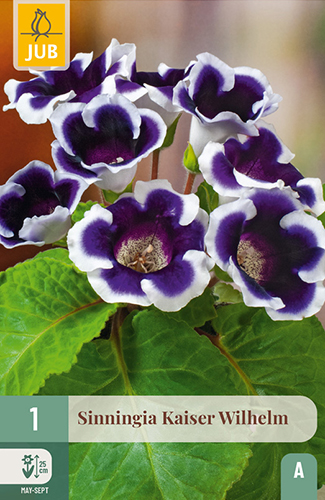 SINNINGIA KAISER WILHELM - 1 ks