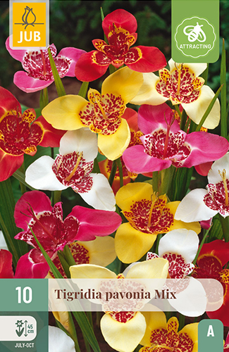TIGRIDIA PAVONIA MIX - 10 ks