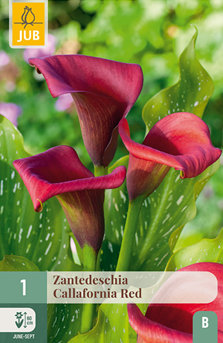 ZANTEDESCHIA (KALA) CALLAFORNIA RED - 1 ks