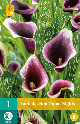 ZANTEDESCHIA (KALA) DUBAI NIGHTS - 1 ks