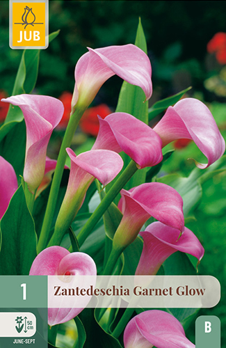 ZANTEDESCHIA (KALA) GARNET GLOW - 1 ks