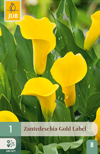 ZANTEDESCHIA (KALA) GOLD LABEL - 1 ks