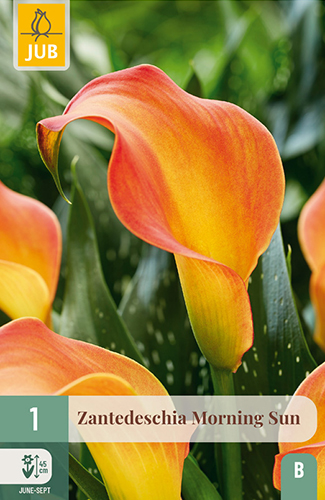 ZANTEDESCHIA (KALA) MORNING SUN - 1 ks