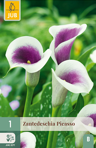 ZANTEDESCHIA (KALA) PICASSO - 1 ks