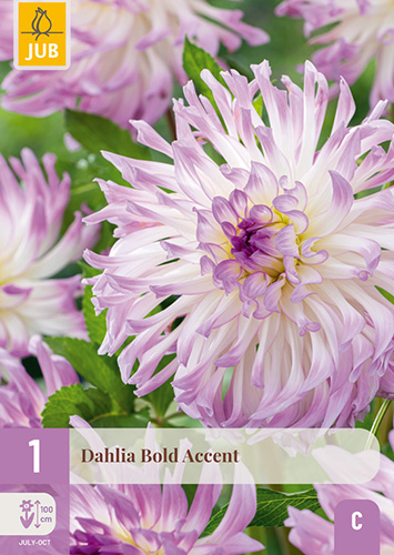 DÁLIA (GEORGÍNA) BOLD ACCENT - 1 ks