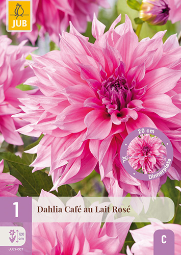 DÁLIA (GEORGÍNA) CAFÉ AU LAIT ROSÉ - 1 ks