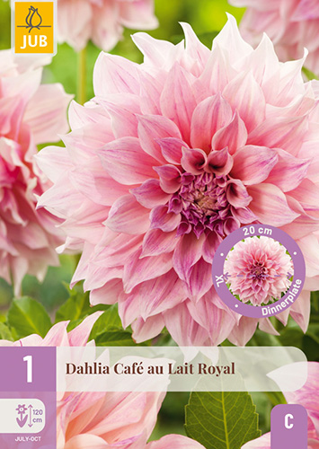 DÁLIA (GEORGÍNA) CAFÉ AU LAIT ROYAL - 1 ks
