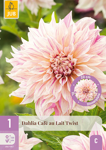 DÁLIA (GEORGÍNA) CAFÉ AU LAIT TWIST 1 ks