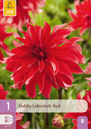DÁLIA (GEORGÍNA) LABYRINTH RED 1 ks