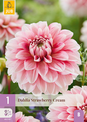 DÁLIA (GEORGÍNA) STRAWBERRY CREAM 1 ks