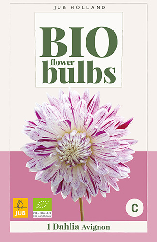 DÁLIA (GEORGÍNA) AVIGNON BIO - 1 ks